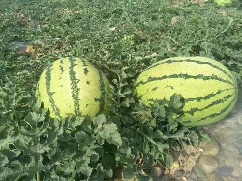 宁夏网红吃瓜事件真相,揭秘背后真相与反思