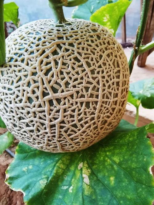 网红吃瓜团,揭秘娱乐圈幕后风云