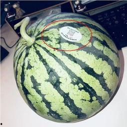 718吃瓜网红,揭秘网络红人的幕后故事