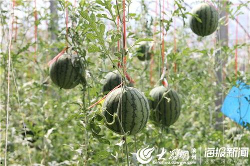 康县网红吃瓜视频爆料事件