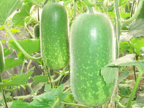 网曝吃瓜正能量图片大全,图片中的温暖瞬间