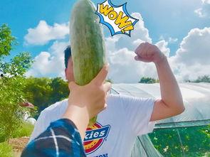 藏族网红视频吃瓜,传统美食与现代潮流的完美融合