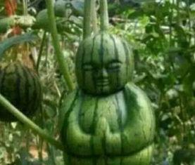 阳春网红吃瓜事件真相,揭秘背后真相与争议