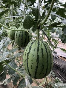 最近的网红吃瓜,最新热门事件幕后真相曝光