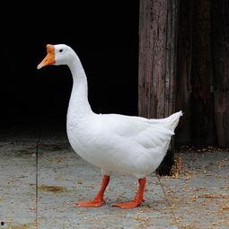 网红鹅鹅的吃瓜视频