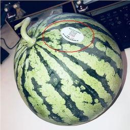 康熙网红吃瓜是谁