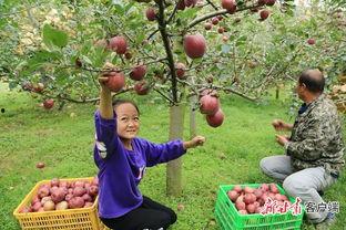 礼县网红吃瓜事件,揭秘网络舆论背后的真相与反思