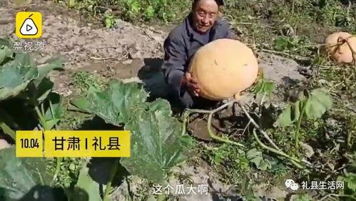 礼县网红吃瓜事件真相,真相背后的网络风波